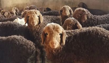 防控一線黨旗飄揚 富蘊縣全力做好牲畜轉場越冬工作 保障肉類供應