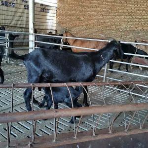 馬山黑山羊的科學飼養與管理