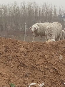羊群飼養 從傳統到現代的智慧與實踐